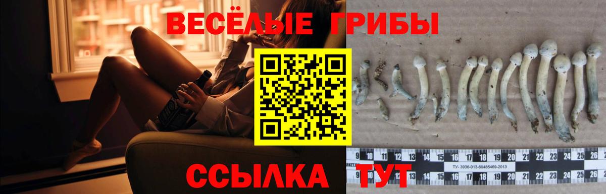 Галлюциногенные грибы Cubensis Звенигород